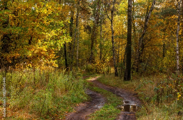 Fototapeta A walk in the autumn forest. Traveling along forest trails.