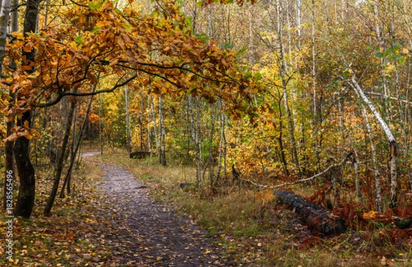 Fototapeta A walk in the autumn forest. Traveling along forest trails.