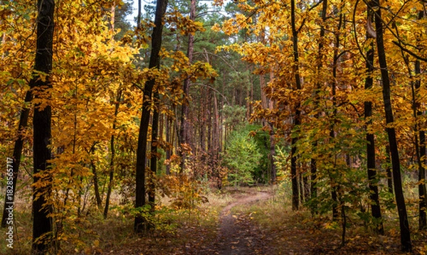 Fototapeta A walk in the autumn forest. Traveling along forest trails.