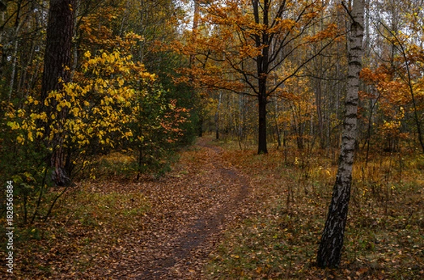 Fototapeta A walk in the autumn forest. Traveling along forest trails.