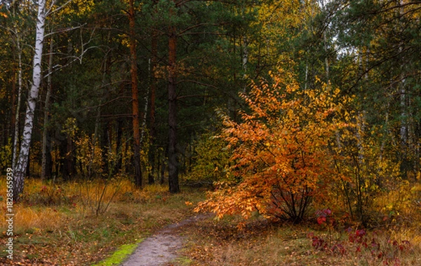 Fototapeta A walk in the autumn forest. Traveling along forest trails.