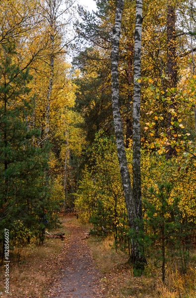 Fototapeta A walk in the autumn forest. Traveling along forest trails.