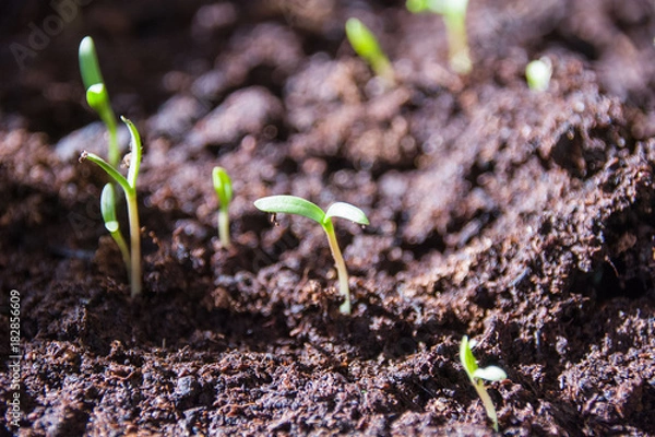 Obraz Tomato seedlings