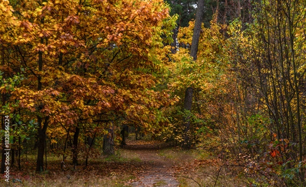 Fototapeta A walk in the autumn forest. Traveling along forest trails.