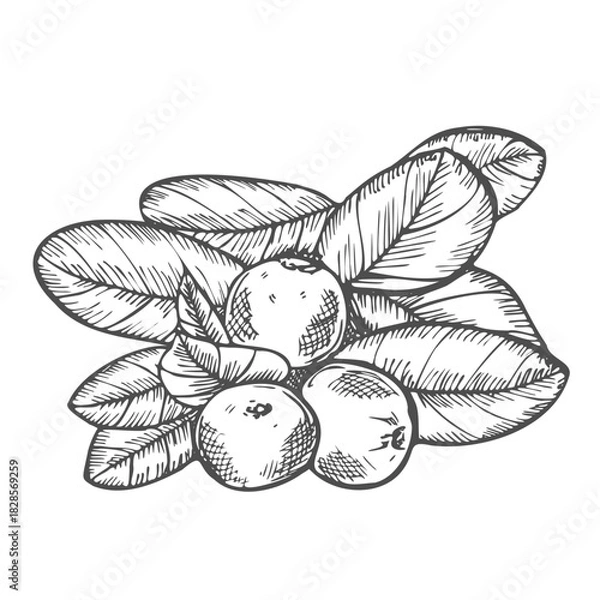 Fototapeta Cranberry vector ink hand drawn. Isolated botanical illustration