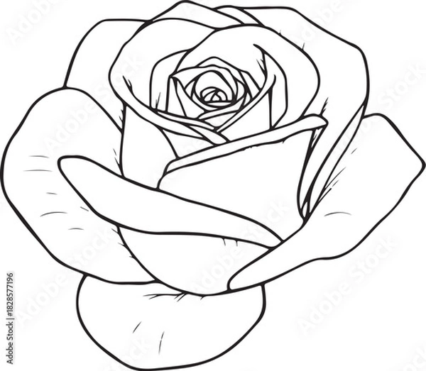 Obraz Open Rose Bud Hand-drawn Sketch Drawing Vector Illustration, Line Linear Symbol Engraving Coloring Book, Black and White Isolated