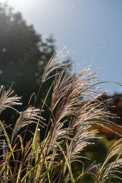 Obraz 黄金色に輝くススキ