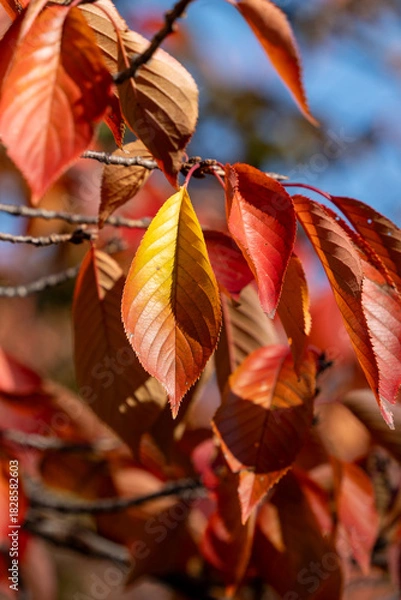 Obraz 色づく葉