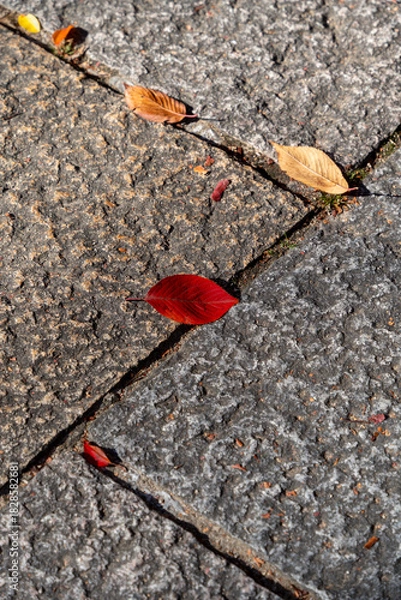 Obraz 歩道の落ち葉