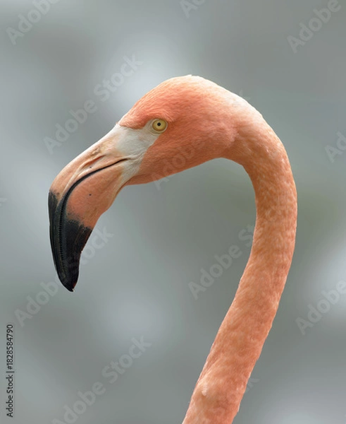 Fototapeta Flamingo