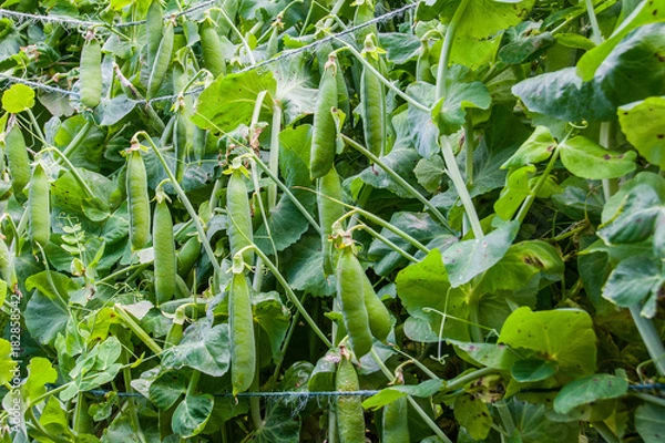 Obraz Peas growing on vine