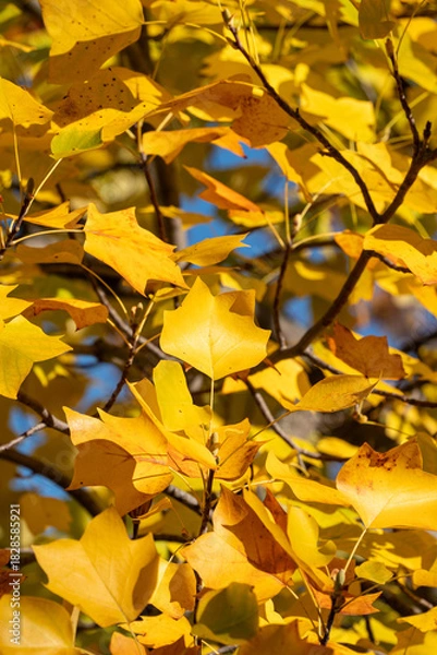 Obraz 色づくユリノキの葉