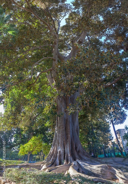 Obraz Huge old monumental tree growing at Murillo Gardens, Seville. Moreton Bay Fig or Ficus macrophylla