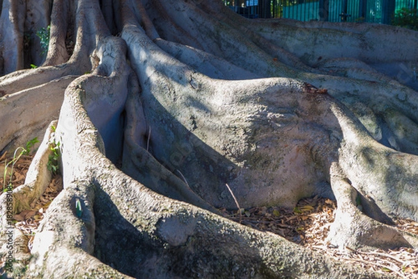 Obraz Huge old monumental tree growing at Murillo Gardens, Seville. Moreton Bay Fig or Ficus macrophylla