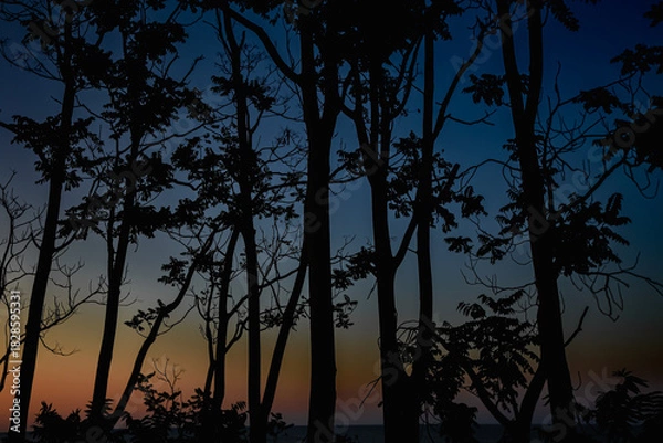 Obraz forest sunrise