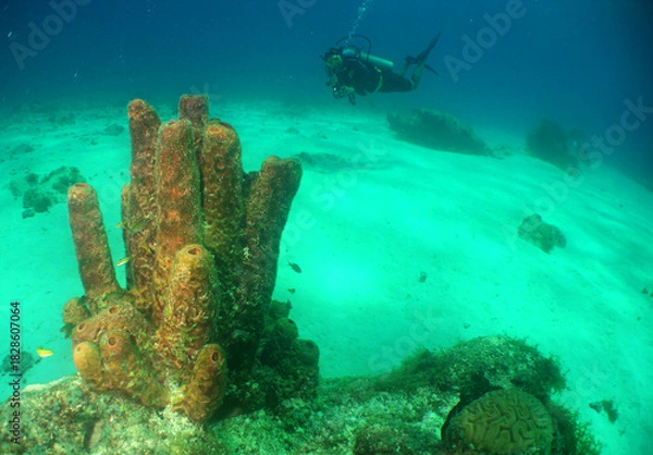 Obraz Diver Exploring Coral Reef in Curaçao
