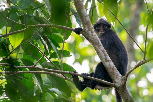 Fototapeta A adult Raffles' Banded Langur sits behind a tree trunk on the right of the photo. In the middle of leafs and branches, the monkey looks at the camera in Asia, Singapore.