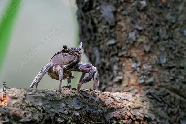 Fototapeta Violet Vinegar Crab (Episesarma versicolor) walks on a branch with the tree trunk on the right side in Asia, Singapore.