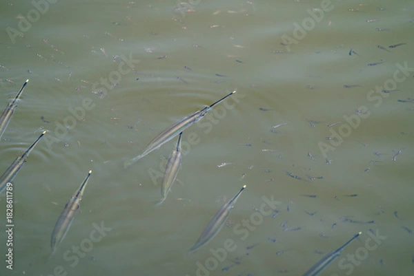 Fototapeta Northern River Garfish (Zenarchopterus buffonis) on the surface which make their yellow snout visible in Asia, Singapore.