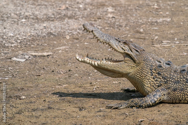 Fototapeta A Saltwater Crocodile with his jaw open is well camouflaged in the brown background in Asia, Singapore.