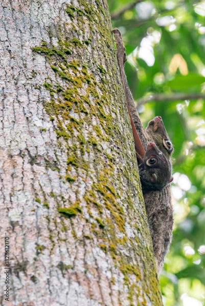 Fototapeta Sunda Colugo hangs against a tree trunk with a cute young one holding on to her. The colugo is on the right side of the tree trunk in Asia, Singapore.