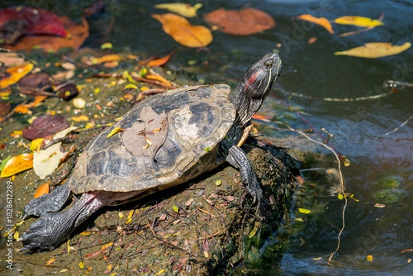 Fototapeta A Pond Slider (Trachemys scripta) rests on a stone above the water in Asia.