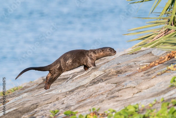 Fototapeta Smooth-coated Otter on the shore jumping away from the water in Singapore, Asia.