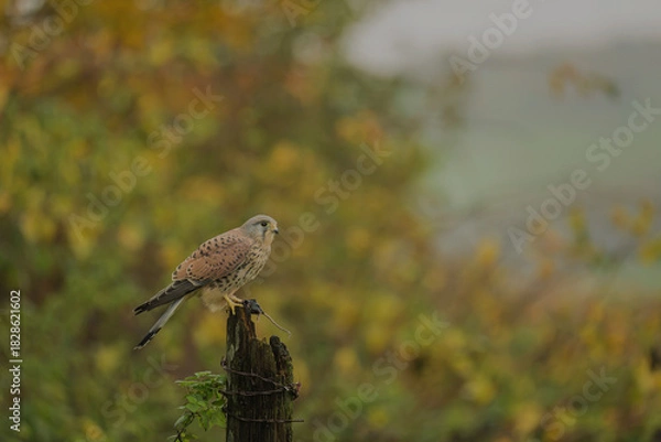 Obraz Common Kestrel,  Falco tinnunculus