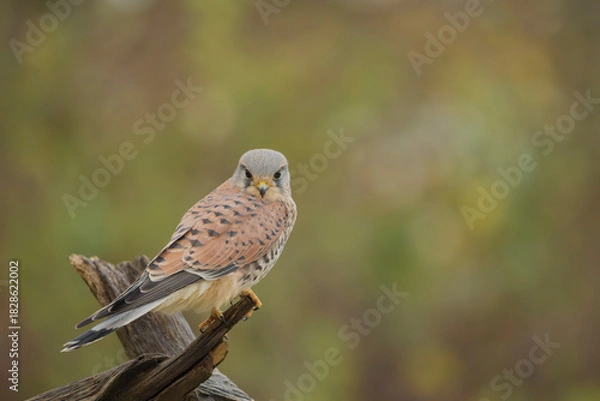 Obraz Common kestrel, Falco tinnunculus