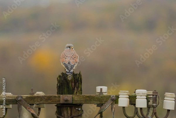 Obraz Common kestrel, Falco tinnunculus