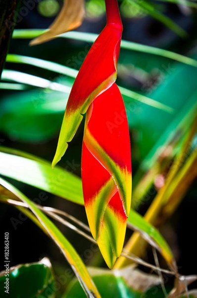 Obraz Heliconia bud