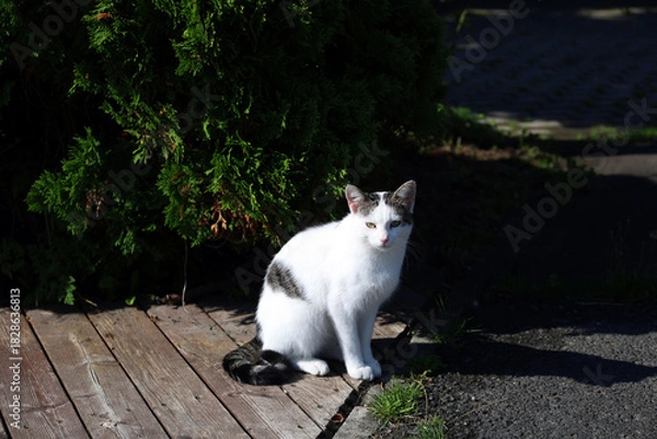 Fototapeta Waiting cat on the farm.