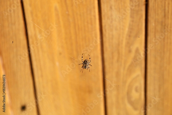 Fototapeta Spider on the web.