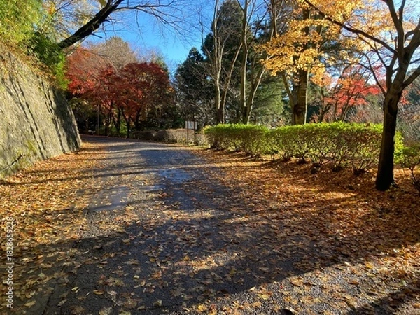 Fototapeta 秋の紅葉と日の光が美しい箱根の道