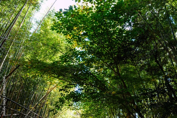 Obraz 散歩の途中で見つけた深まる秋の風景