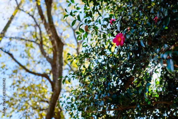 Obraz 散歩の途中で見つけた深まる秋の風景