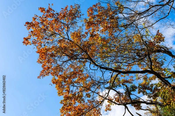 Obraz 散歩の途中で見つけた深まる秋の風景