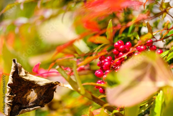 Obraz 散歩の途中で見つけた深まる秋の風景