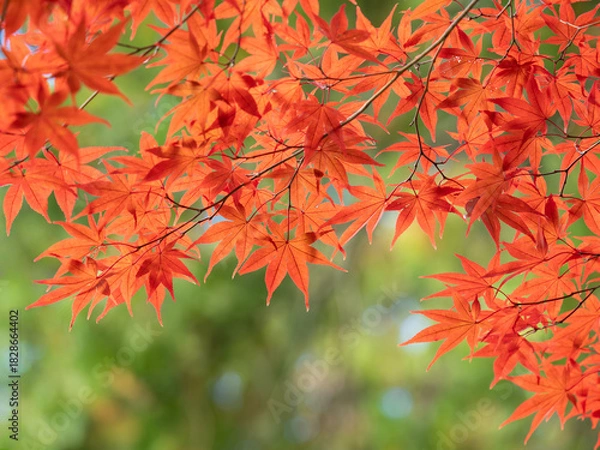 Obraz 秋の京都のモミジ