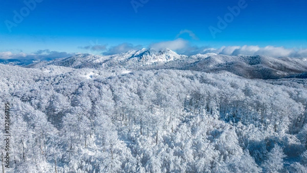Obraz Frozen Forest Peaks, Croatia