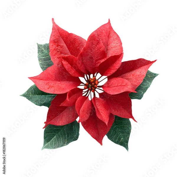 Fototapeta Vibrant Red Poinsettia & Lush Green Leaves Per 265a65ce-2b1f-4fb7-a3fa-a727462a907a 2 Nobg