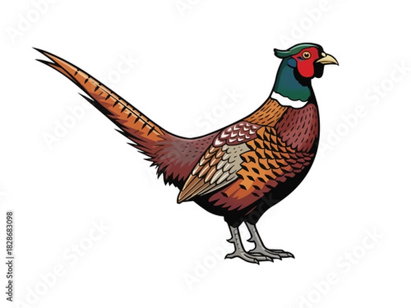 Obraz vintage standing position pheasant vector illustration 