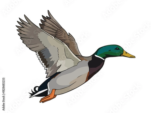 Fototapeta mallard flying duck vector illustration, flying duck graphic design