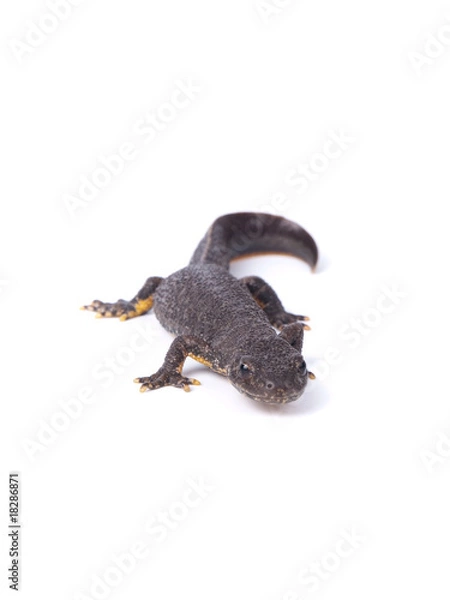 Obraz Brown newt