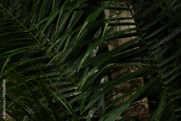 Fototapeta Serra Grande Bahia Authentic Tropical Landscapes Sea Coconut Trees Blue,Authentic landscape photography from Bahia, Brazil featuring the tropical beauty of Itacaré beaches with deep blue ocean