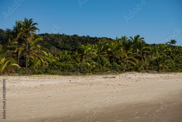 Fototapeta Serra Grande Bahia Authentic Tropical Landscapes Sea Coconut Trees Blue,Authentic landscape photography from Bahia, Brazil featuring the tropical beauty of Itacaré beaches with deep blue ocean