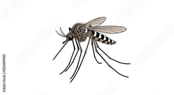 Fototapeta A detailed illustration captures a mosquito in a resting pose perfect for educational or health-related topics.
