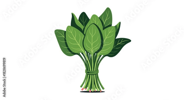 Fototapeta A bundle of fresh spinach is tied together ready to be used as a healthy and nutritious ingredient.