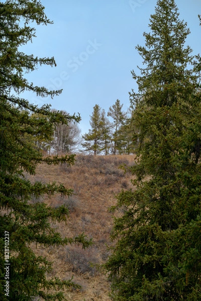 Obraz path in the forest