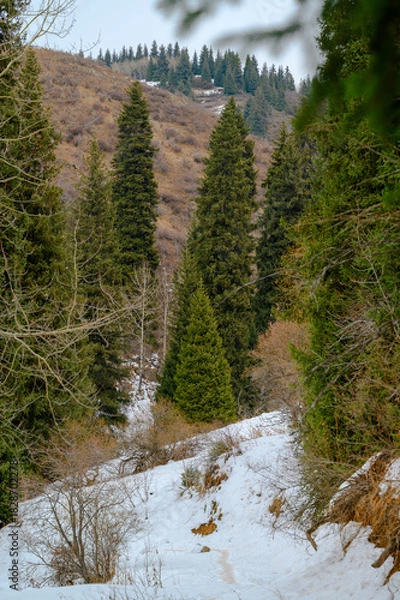Obraz river in the woods